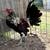 Gamefowl stags 5 thumbnail