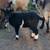 Nigerian Dwarf Bucklings 2 thumbnail