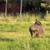 Donkey 2 thumbnail