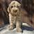 Goldendoodles 8 thumbnail