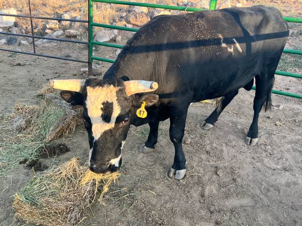 Corriente Bull 1