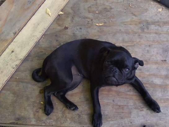 small black female pug