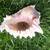 Seashells 2 thumbnail