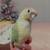 Green cheek conure 1 thumbnail