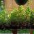 Native plants 1 thumbnail
