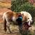 12 year old halflinger gelding 5 thumbnail