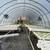 Commercial greenhouse liquidation 1 thumbnail