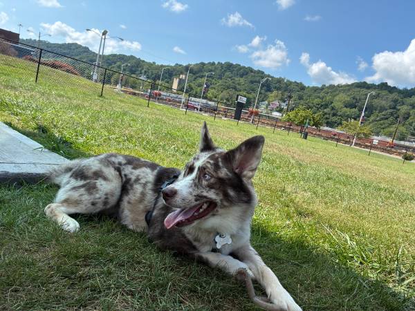 Husky/Australian shepherd needing home (Bluefield)63667748577539121