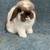 Holland Lop Rabbits 6 thumbnail