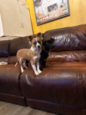Chihuahua (Flowery Branch)63739435168385122