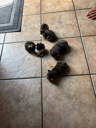 Cats (Memphis)63416265342723122