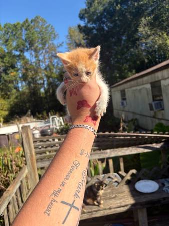 4 kittens (Ellabell)64146955581313124