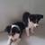 Sheltie pups 3 thumbnail