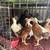 60 Young Roosters 2 thumbnail