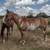 16 yr old overo paint mare - Companion, liberty or ground work partner 1 thumbnail