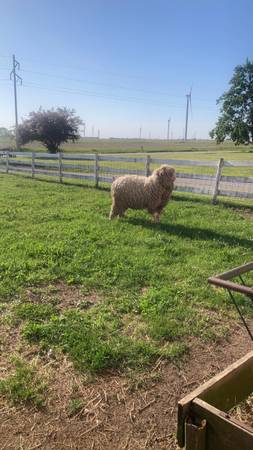 Large sheep 1