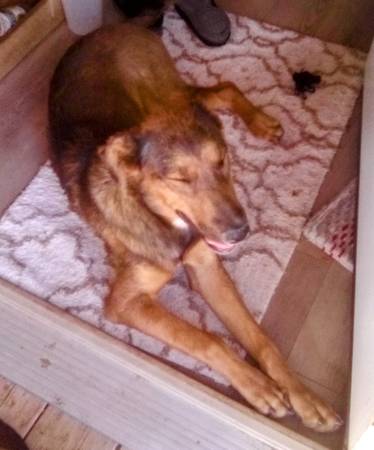 2 PERROS ENCONTRADOS (Kingman)63469661512833123