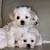 Shih Tzu Maltese Mix 2 thumbnail