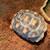 Tortoise 6 thumbnail