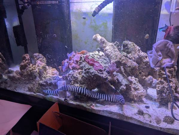 Zebra eel - $75 (Kempsville Virginia Beach)63882831560963121
