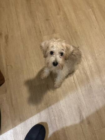 5 Month Old Maltese for 500$ 1