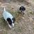 heeler/beagle mix pups 7 thumbnail