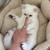 Scottish kitten - boy 2 thumbnail