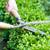 TREE/BRUSH🌳 REMOVEL, HEDGE TRIMMING STARTING AT $80 TEXT NOW 7138193365 3 thumbnail