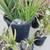 American Agave Cactus Plants Plus Many More!!! 16 thumbnail