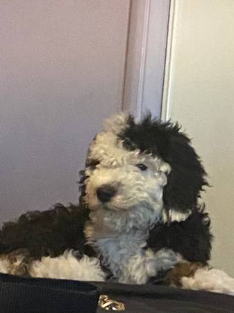 Female burnadoodle 1