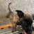 Re-home Dutch Shepherd puppy 6 thumbnail