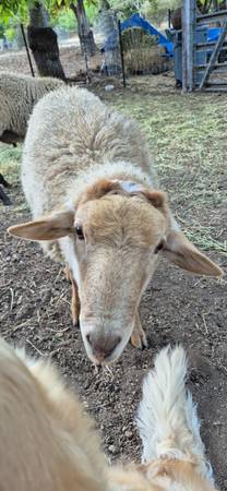 Sheep/borregos (hollister)63862000205825121