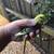 BABY PARAKEETS  READY NOW!  $25 4 thumbnail