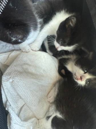 Beautiful kittens 1