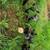 Chickens 2 thumbnail