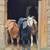 Boer Bucks 5 thumbnail