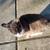 I found a lost cat 2 thumbnail