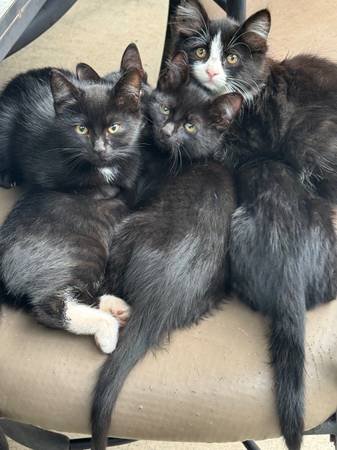 Kittens (Oregon city)63958423499394124