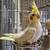 Cockatiel 2 thumbnail