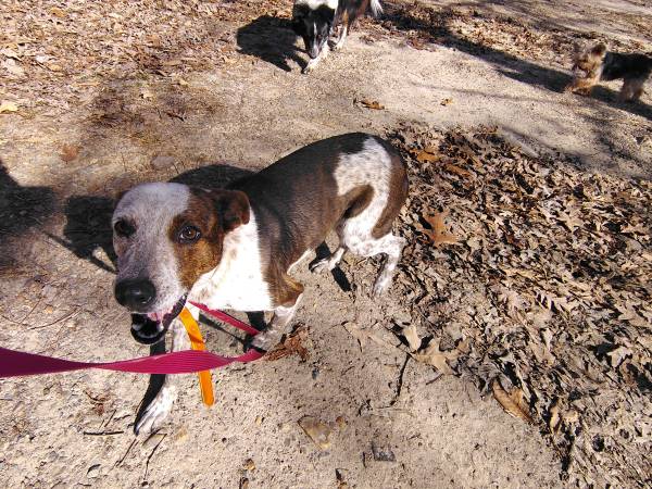 Sweet girl needs a new home as soon as possible 1