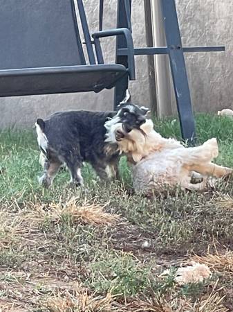 Mini Schnauzers for Rehome (Moore)63976604305026124