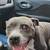 5yr old pit 2 thumbnail
