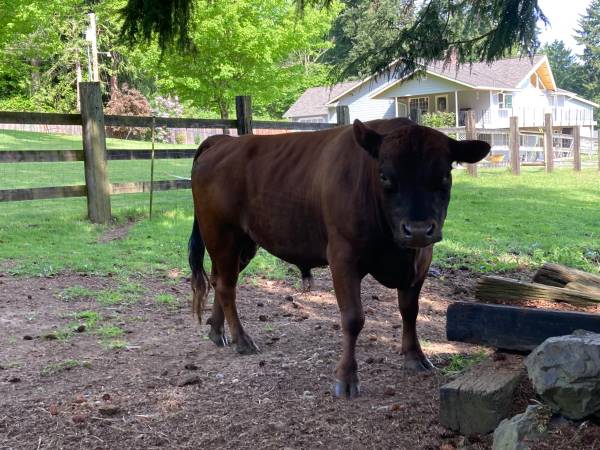 Dexter Bull for rent 1