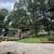 Affordable Tree Cutting, Trimming, Removal, and Stump Grinding (FREE ESTIMATE) 2 thumbnail