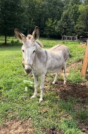 Grey Jenny Donkey 1