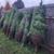 $35 CHRISTMAS TREES FOR SALE 4 thumbnail