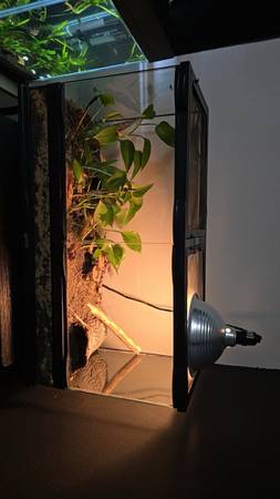 Gecko Setup 1