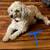 Toy and Mini Poodles adults 1 thumbnail