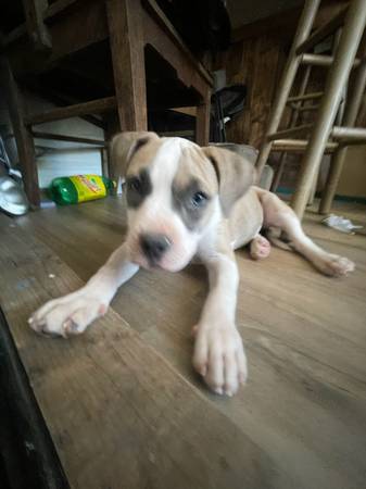 Pocket Bully 1
