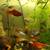 Red Cherry Shrimps +platys +guppies +minnows+snails +g.grass 8 thumbnail